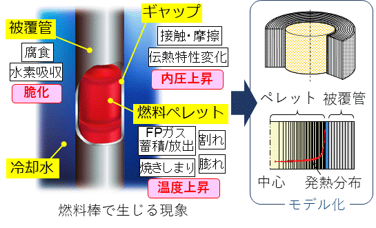 図9：燃料棒の内部で生じる現象とFEMAXI/RANNSコードでのモデル化