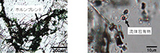 岩石薄片試料に認められた超臨界流体の痕跡の光学顕微鏡写真