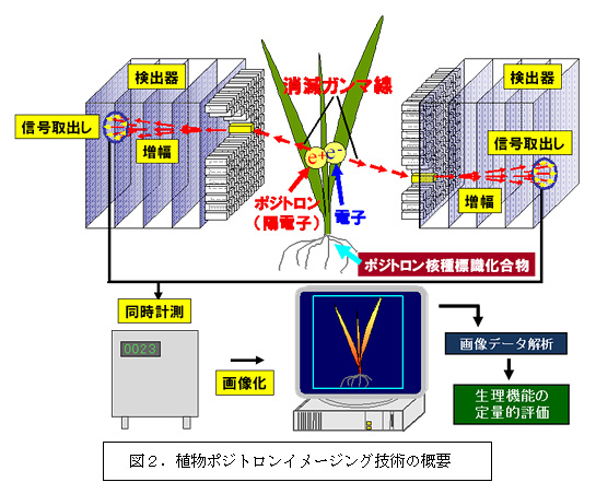 }QDA|WgC[WOZp̊Tv