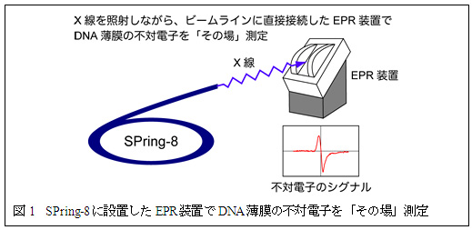 }1@SPring-8ɐݒuEPRuDNA̕sΓdqȕv