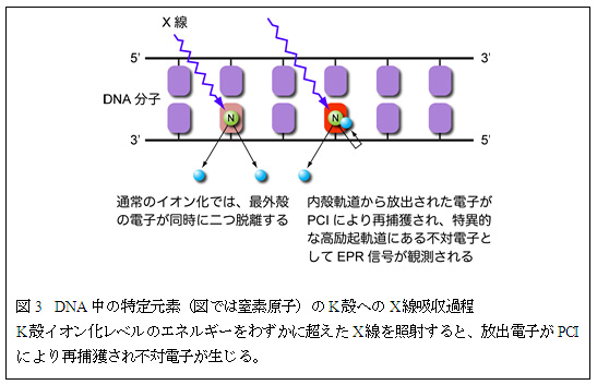 }3@DNA̓茳fi}ł͒fqjKkւXzߒ