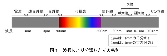 }P@gɂ蕪ނ̖