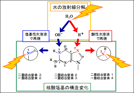 図2　水と放射線の相乗効果の模式図