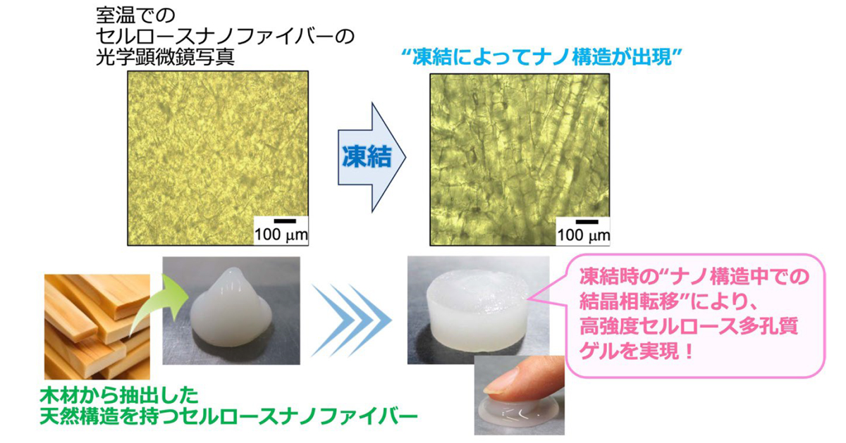 天然素材のセルロースを凍らせるだけ！強い機能性ゲル材料を新たに開発～凍結によるセルロースの結晶相転移と簡易なゲル合成法を発見～