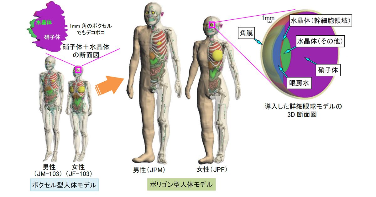 線量評価がより正確に！ 日本人のポリゴン型詳細人体モデルを