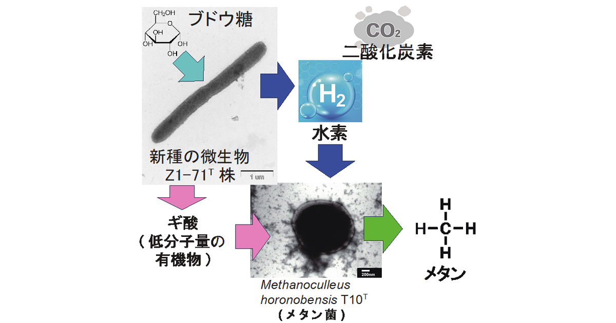 北海道・道北の陸域深部地下環境から水素を発生する新種の微生物
