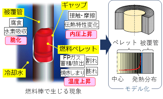 図9:燃料棒の内部で生じる現象とFEMAXI/RANNSコードでのモデル化