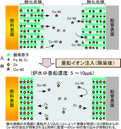 亜鉛注入による放射能蓄積抑制技術