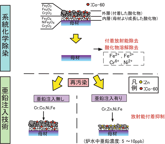 亜鉛注入による放射能蓄積抑制技術