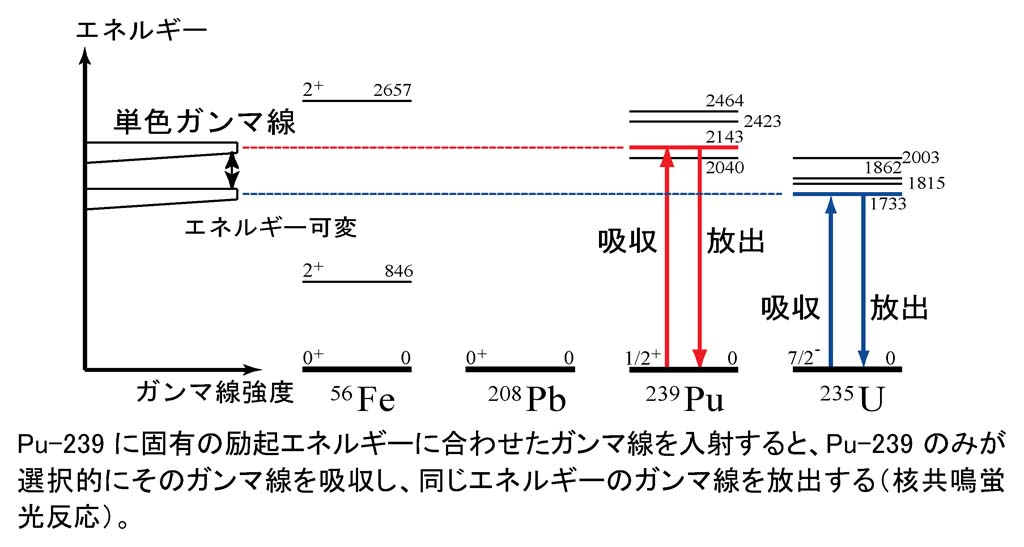 測定したい同位体の核共鳴蛍光反応