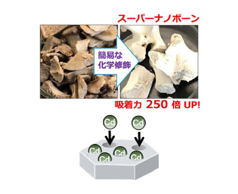 食品廃棄骨を活用した高機能性吸着剤の開発