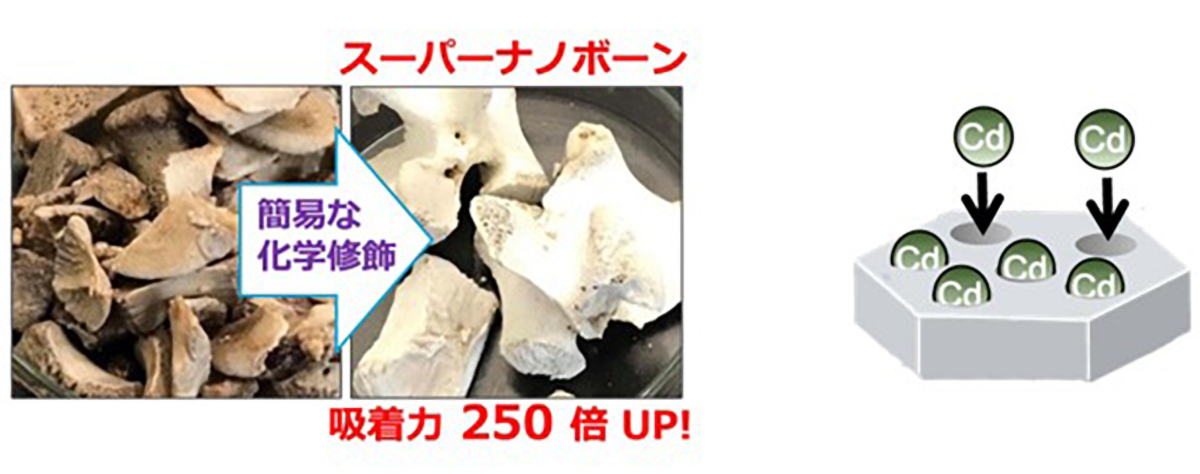 研究紹介(廃棄豚骨)