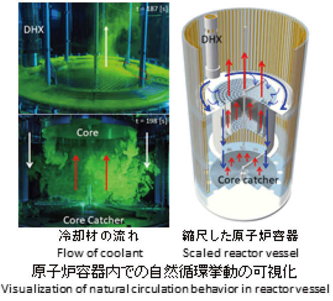 Visualization of natural circulation behavior in reactor vessel