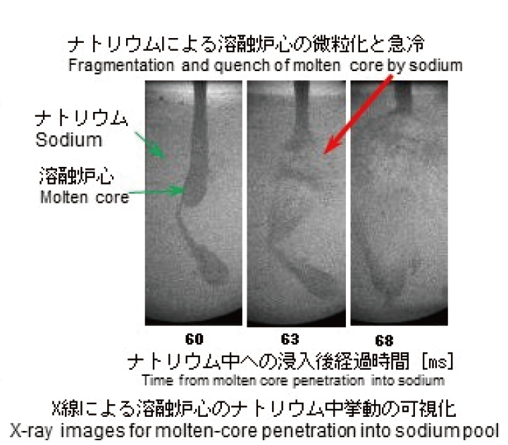 X-ray images for molten-core penetration into so dium pool