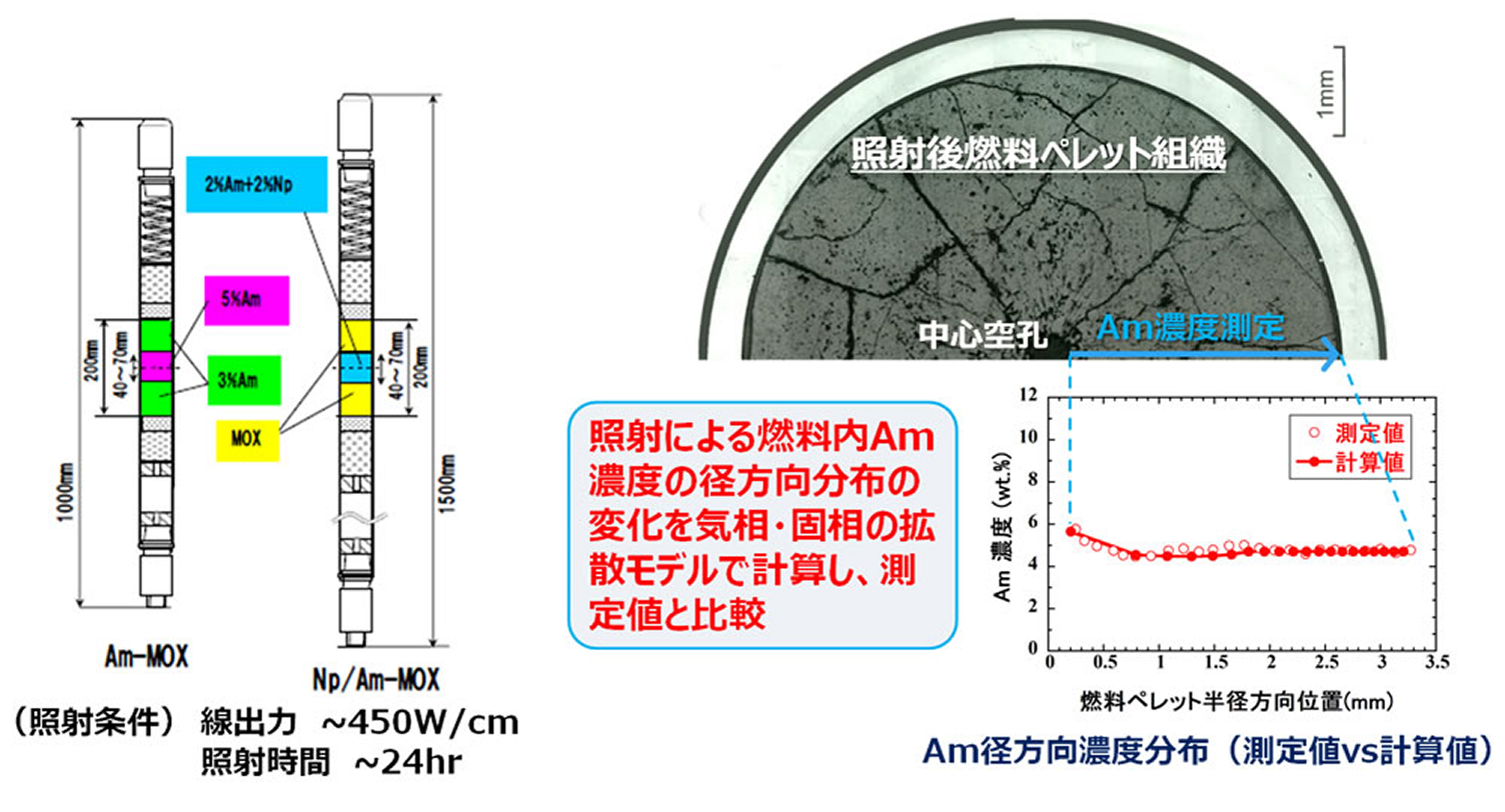 「常陽」での照射後試験によるAmの再分布挙動の評価例。左側にはAm-MOXおよびNp/Am-MOX燃料のピン構成図と照射条件、右側には照射後燃料ペレット組織の断面写真と、Am濃度の径方向分布グラフが示されています。グラフでは、気相・固相の拡散モデルによる計算値が実際の測定値とよく一致していることが確認できます。