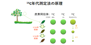 <sup>14</sup>C年代測定法の原理