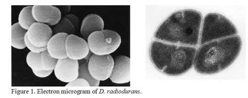 Figure1. Electron microgram of D. radiodurans.