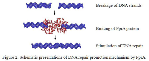 Figure 2. Schematic presentations of DNA repair promotion mechanism by Ppr A.