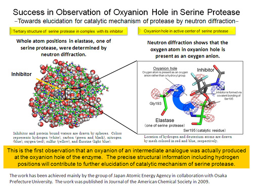 Success in Observation of Oxyanion Hole in Serine Protease