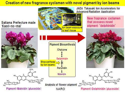 Creation of new fragrance cyclamen with novel pigment by ion beams