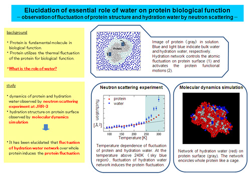 Elucidation of essential role of water on protein biological function  -observation of fluctuation of protein structure and hydration water by neutron scattering-