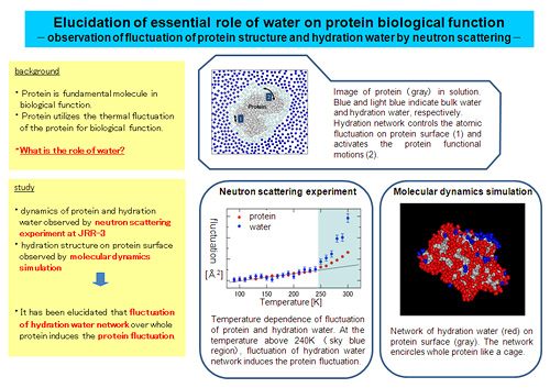 Elucidation of essential role of water on protein biological function -observation of fluctuation of protein structure and hydration water by neutron scattering-