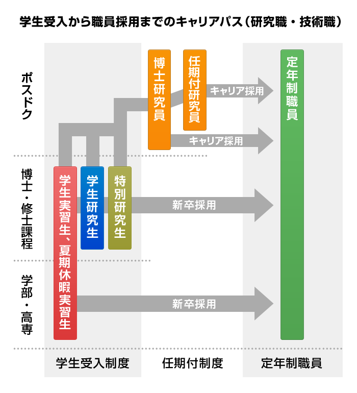 学生受入から職員採用までのキャリアパス（研究職・技術職）